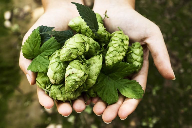 dry hopping